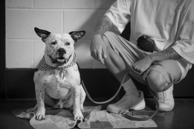 Dog with offender dog handler