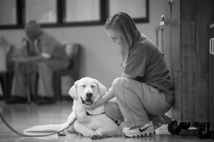 Dog with female offender dog handler