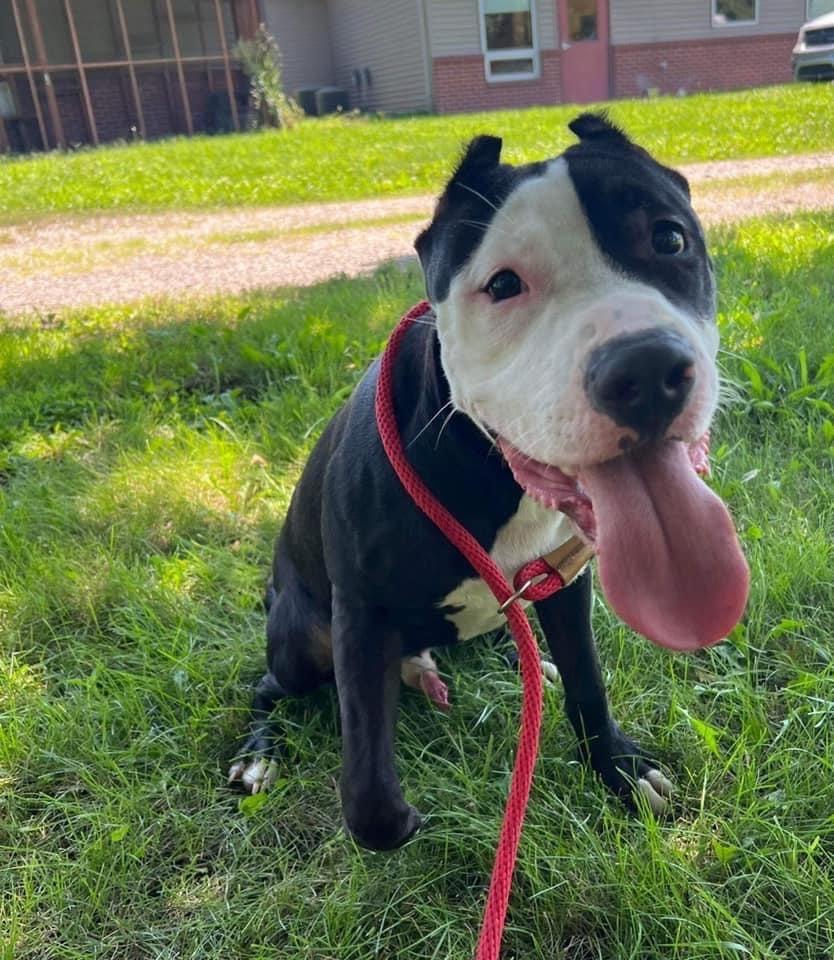 P4P dog - Batman
